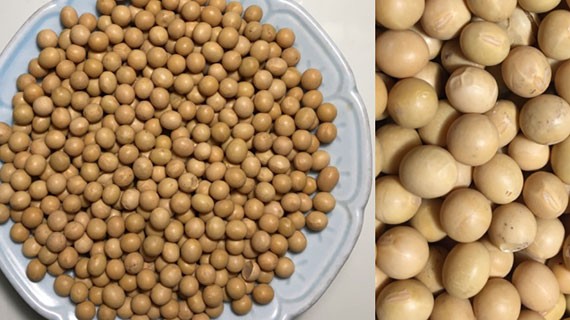 美豆期货价格坚挺，创4周新高