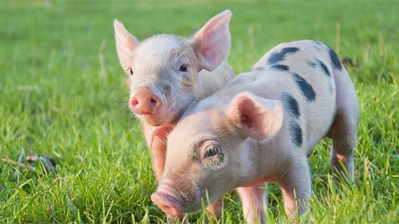 炸裂！首份业绩翻番半年报预告出炉，同比暴增超500%！“二师兄”又牛了，三大猪企公告，同环比均大增