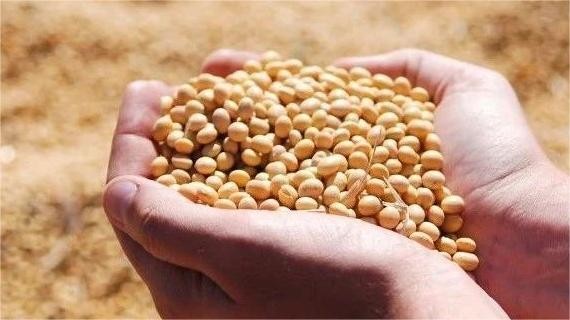 【市场聚焦】油籽蛋白：六月报告平淡