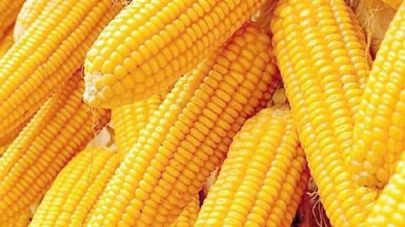 黑龙江玉米秋季调研（一）